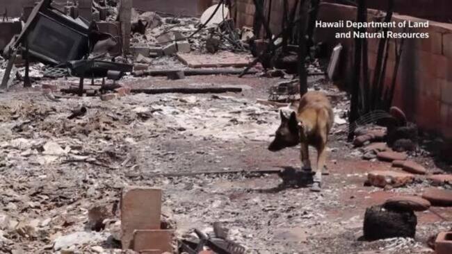 Search for wildfire victims continues in Maui