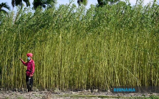 LKTN TO USE ONLY LOCAL KENAF SEEDS NEXT YEAR