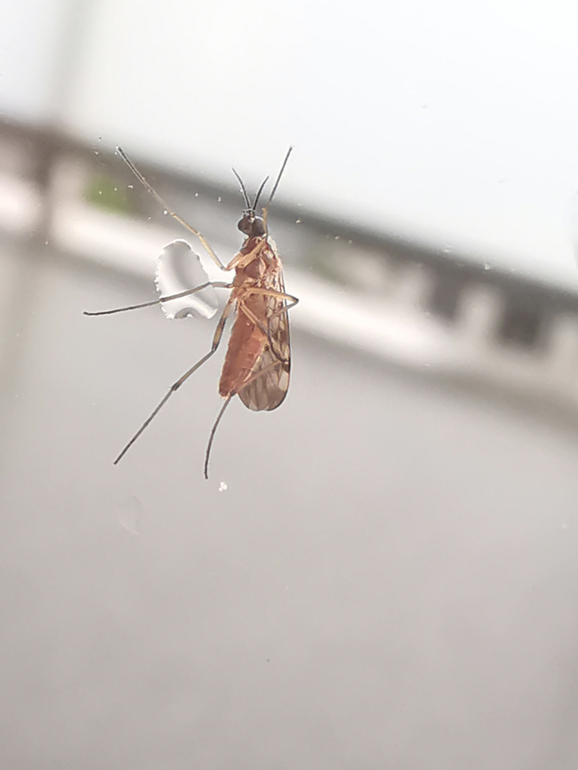 CDU Probes Biosecurity Risk From Disease-Bearing Midges