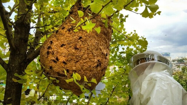 Emergency services advise avoiding dark colors and strong scents as bee, wasp incidents rise