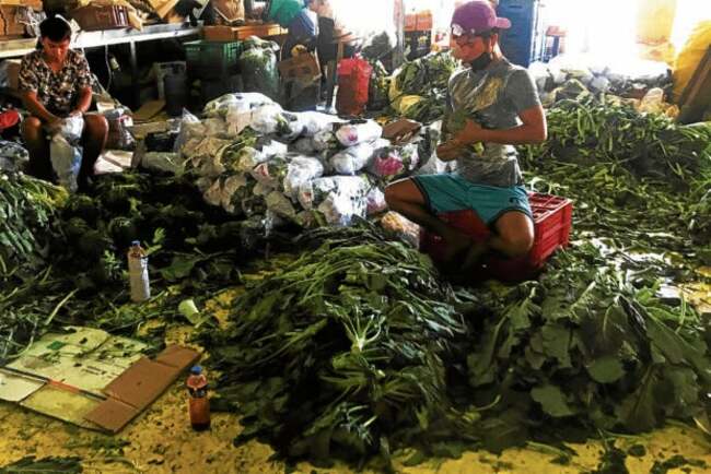 Rise of ‘butterfly' workers alarms Cordillera execs