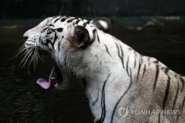 MALAYSIA ANIMALS