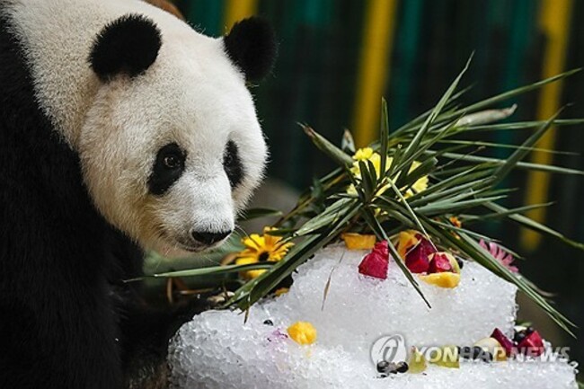 MALAYSIA CHINA PANDA