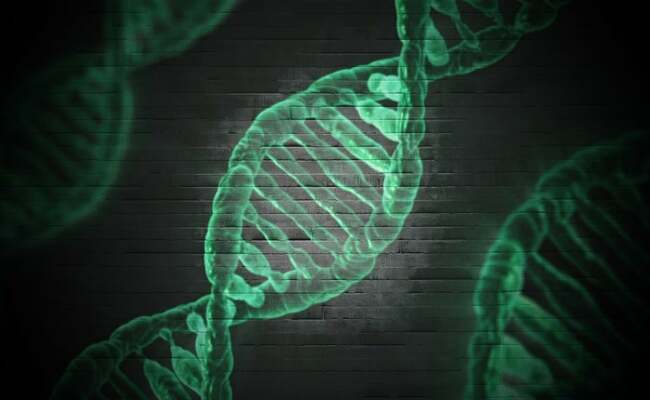 Noncoding DNA Key to Dairy Cattle Traits: Milk Production, Fertility
