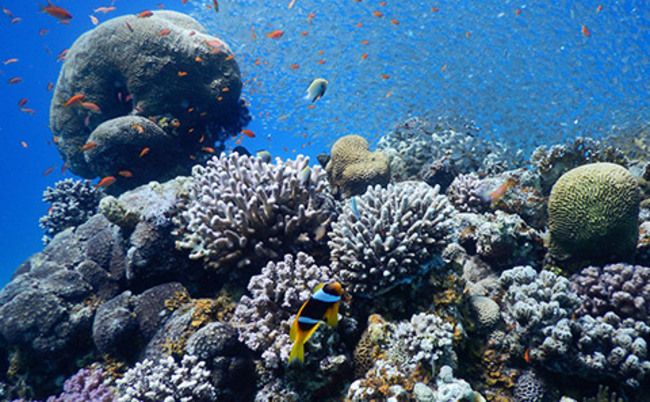 Coral Vegetarian Diet Solves Darwin-Era Mystery: Southampton U