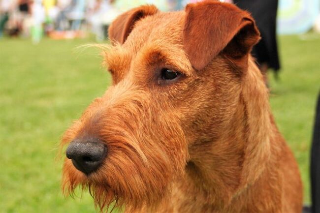 Notre Dame used to have Irish Terriers as their mascots