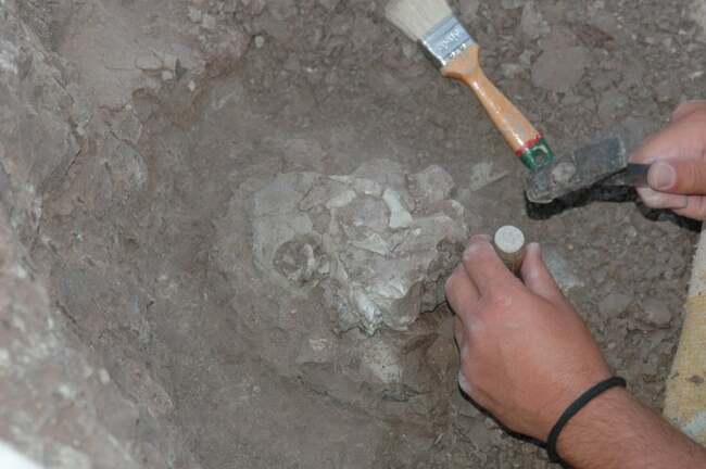 Ancient Turkish Ape Upends Human Origin Theory, Says Study