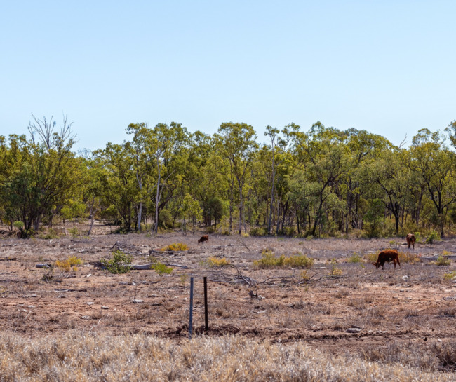 NSW Initiates Clampdown on Rampant Bushland Clearing