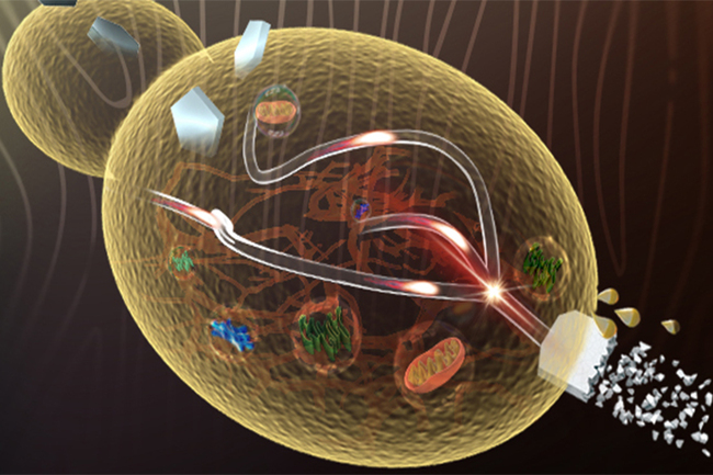 New Yeast Bio-Refinery Boosts Value-Added Chemical Production