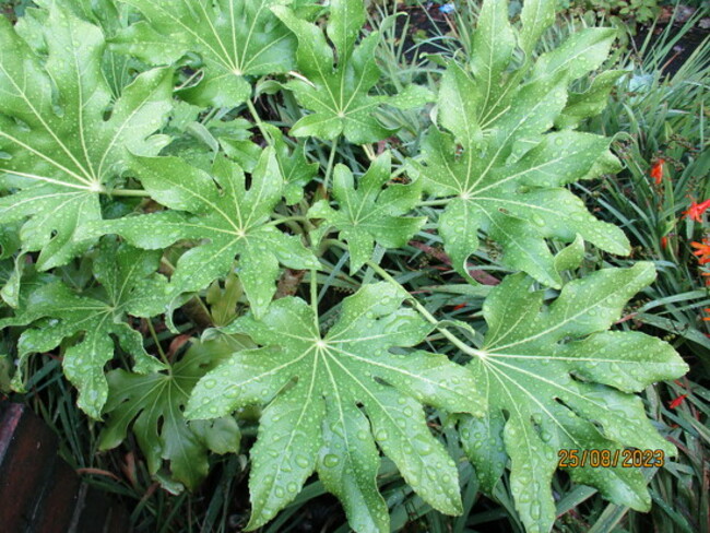 Fatsia leaves with raindrops.