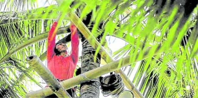 Gov't vows to revitalize coco industry