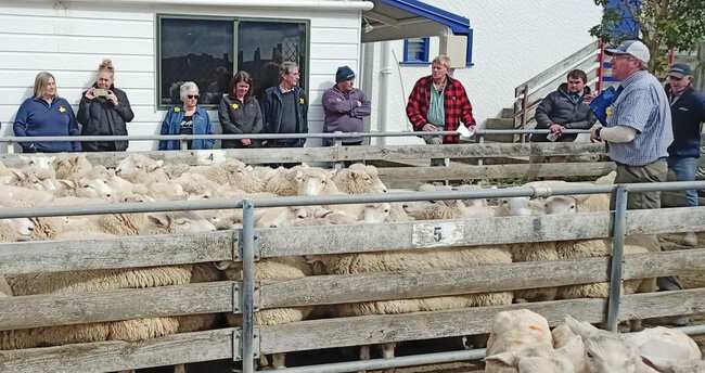 Many donations for appeal at sheep sale