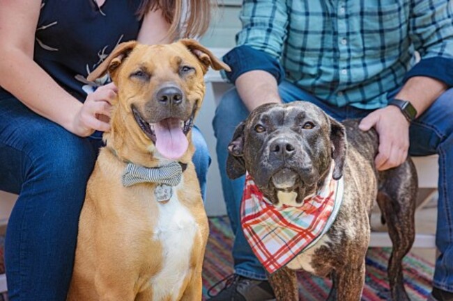 August 26 is National Dog Day