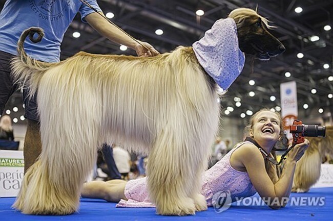 Switzerland World Dog Show