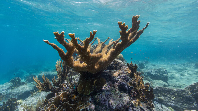 Cryopreservation breakthrough could save coral reefs