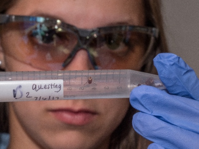 Tick Bites Spark Meat Allergies in Virginia, Reports 55KRC