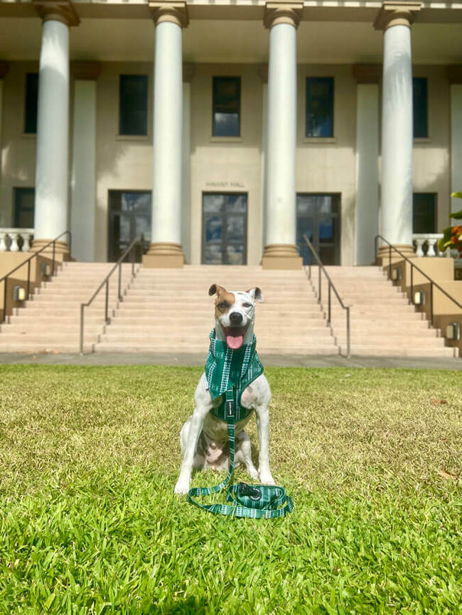 UH News Image of the Week: Arwen the Hound