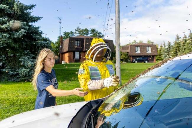 Bee alert: 5 million bees fall off truck near Toronto and drivers are asked to close windows