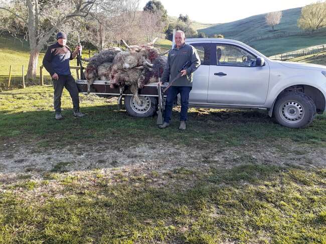 Roaming dogs at Patutahi, attacking mainly at night, have killed up to 100 sheep in the past five weeks
