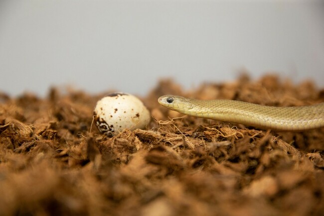 NYT: This tiny snake has big mouth