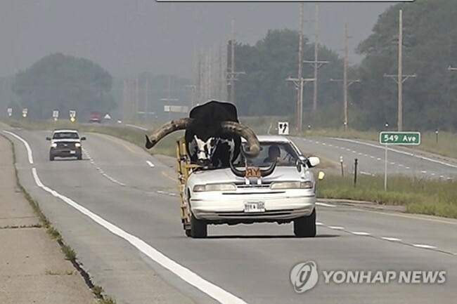 ODD-Bull in Car Nebraska
