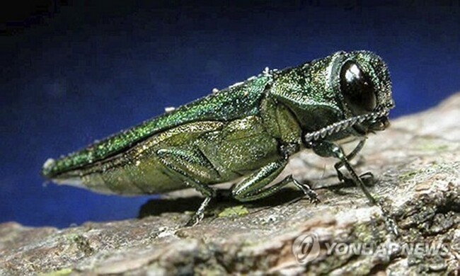 Forest Pests