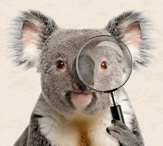 South East Queenslanders called to count koalas
