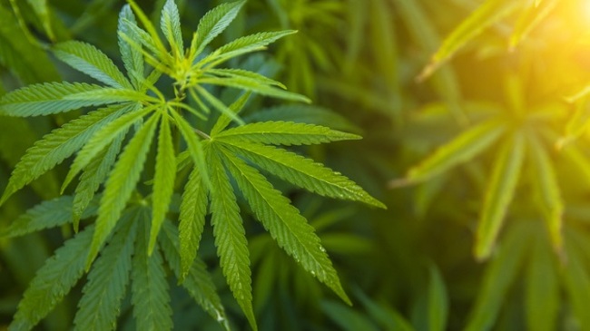 Change in how feds see marijuana could mean big tax cut for pot retailers