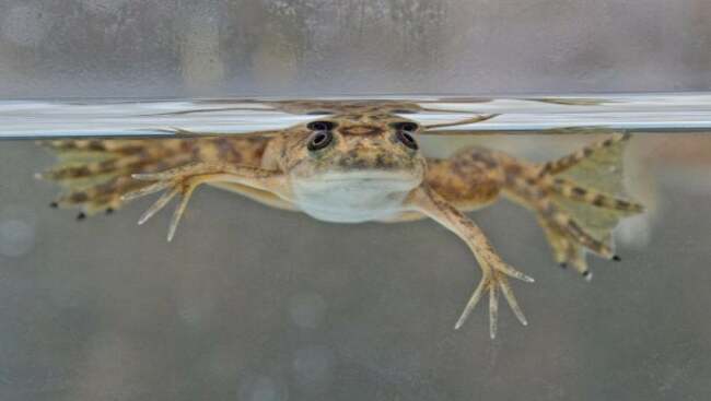 Frogs can regrow amputated limbs after being treated with mix of drugs, new research finds : news