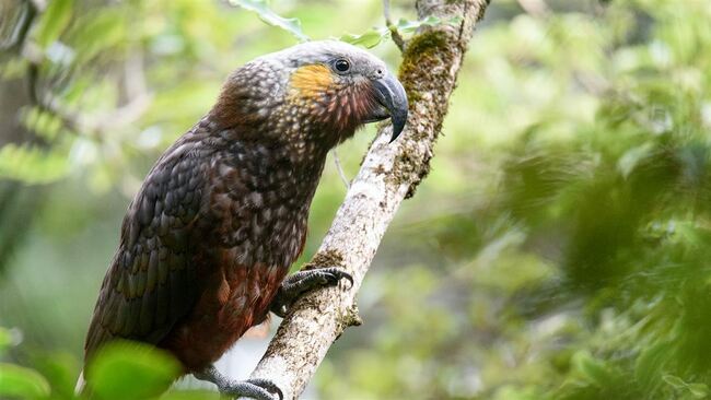Kākā Calls Soar as 25-Year Bird Count Milestone Reached