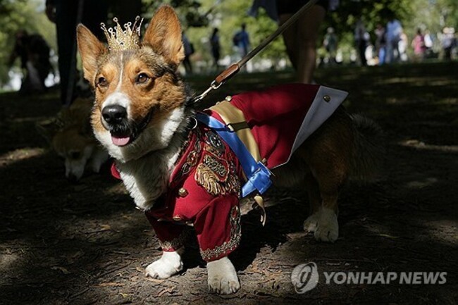 APTOPIX Britain March of the Corgis