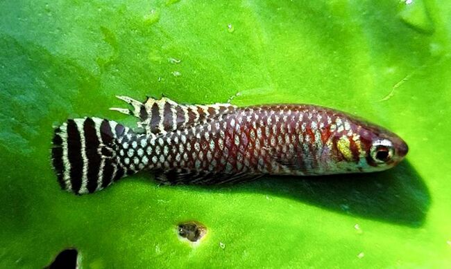 Brazilian researchers uncover new cloud fish habitats