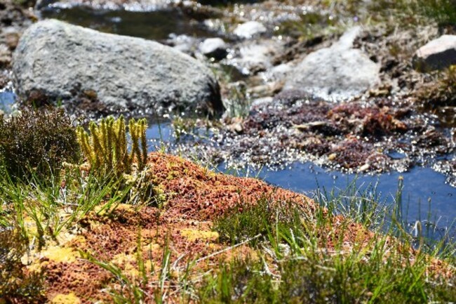 Surprising Findings Redefine Plant Kingdom Evolution: Study