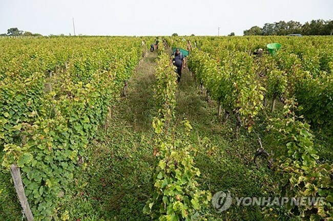 FRANCE WHITE GRAPE HARVEST