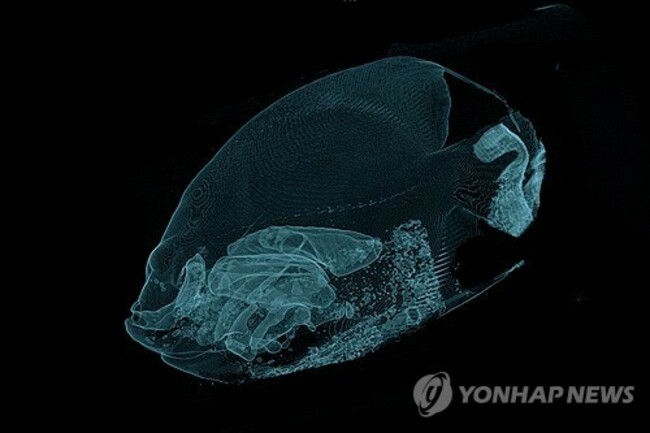 ODD Angelfish CT Scan
