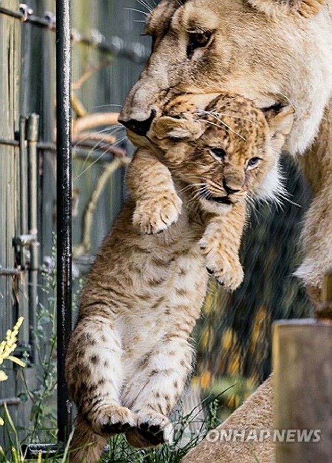 epaselect NETHERLANDS ANIMALS