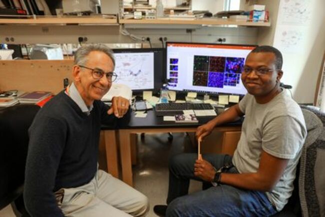 New Cause of Alzheimer's, Vascular Dementia Discovered