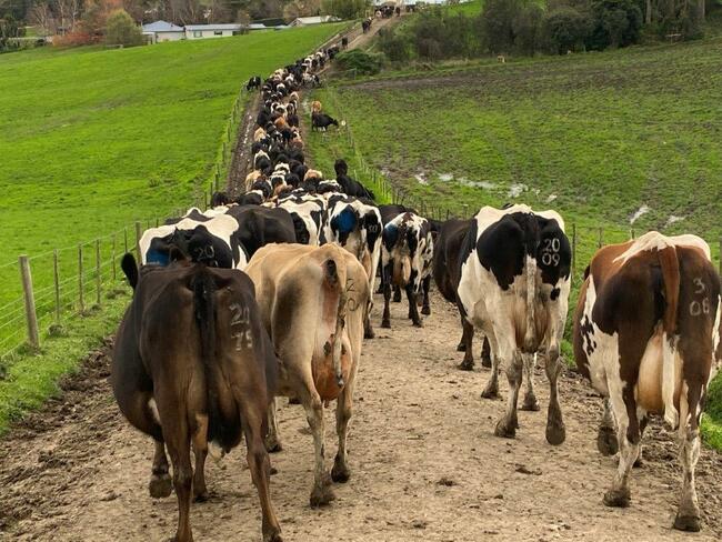 Farmers: What is your strategy when depression strikes? Here's help