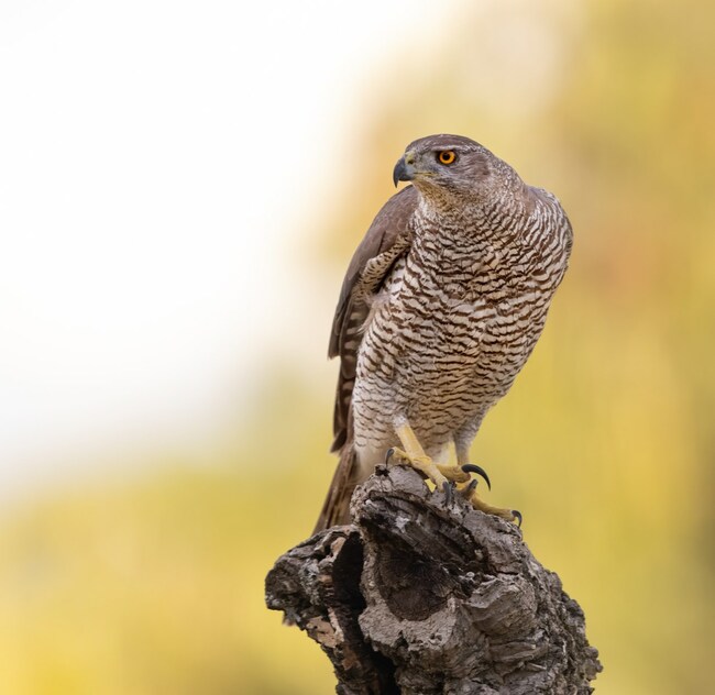 Signs of northern goshawks in Whistler a ‘good news story' for habitat protection