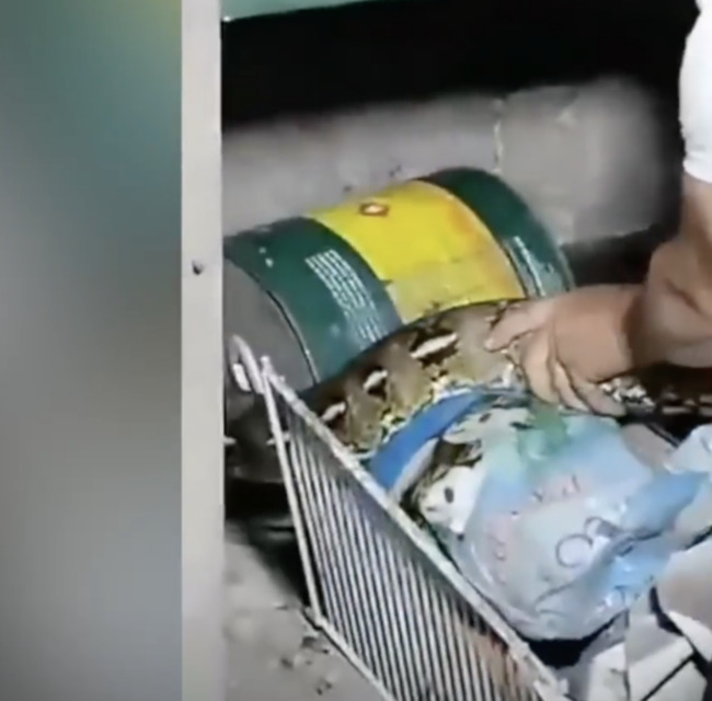 10-foot long snake escapes; remains missing in Pasig City