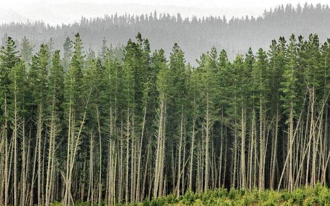 NZ Forestry Owners Association says court finding a ‘dreadful precedent'