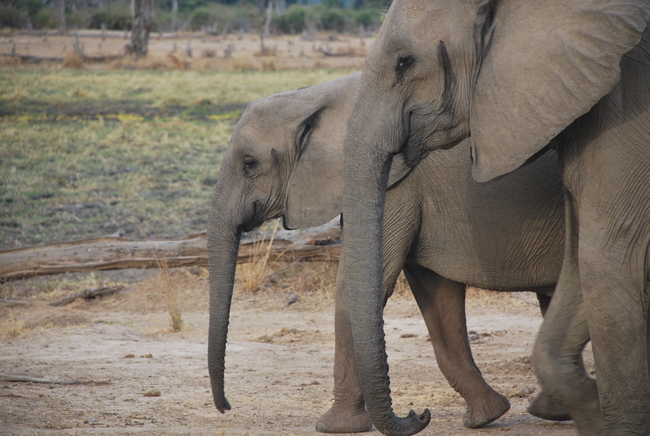 Echoes of Extinctions: Unveiling Future Ecosystem Issues