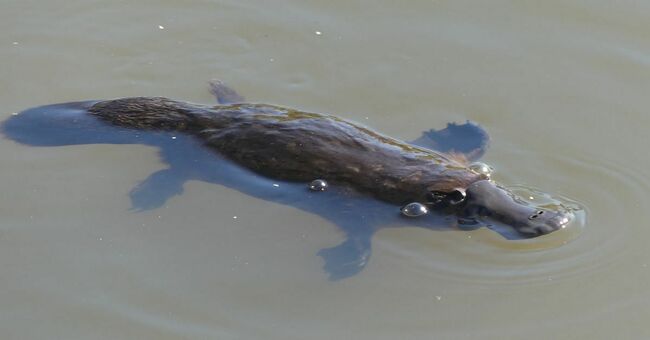 Join Platy-Project This Month in Bega Valley