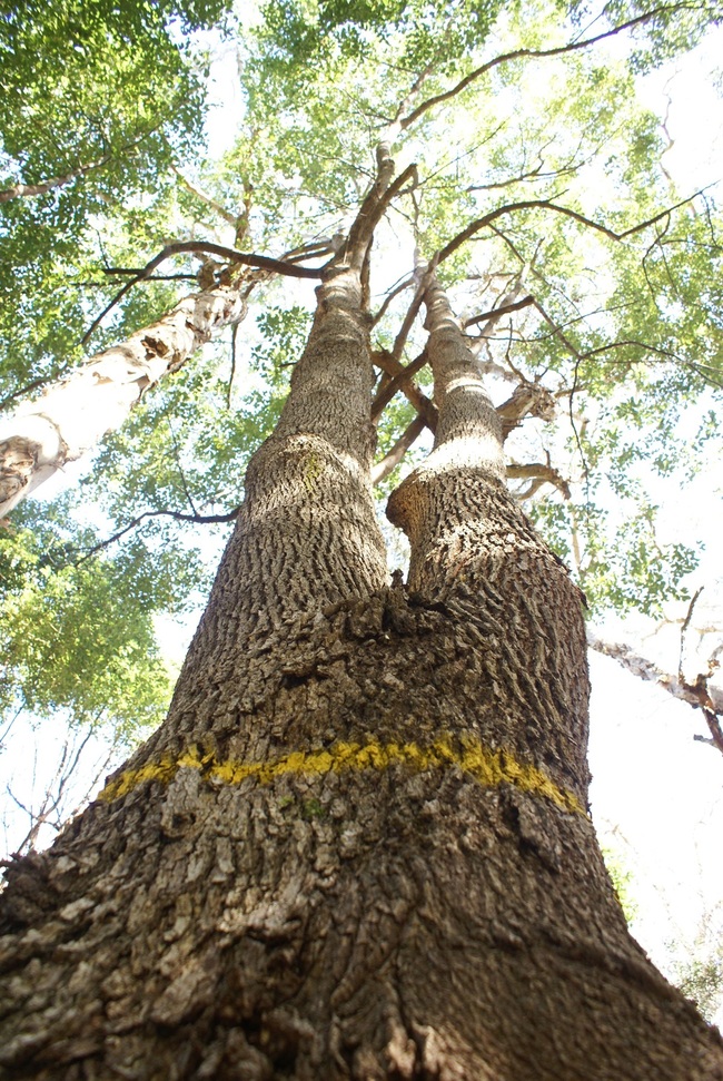Focus on Camphor laurel in Forster