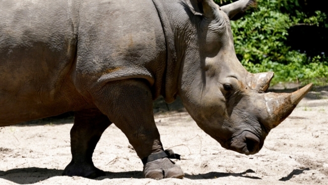 2,000 white rhinos will be released into the wild over the next decade