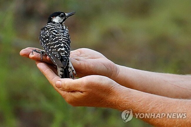 Birding By Ear