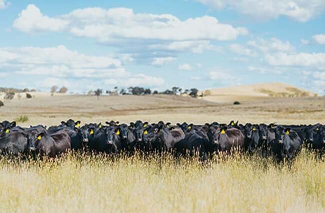 Lamb and beef surging in popularity as prices decrease