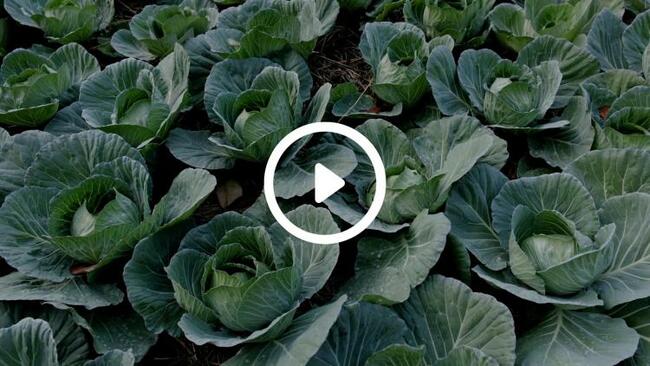 It's official: Gardening is good for your health