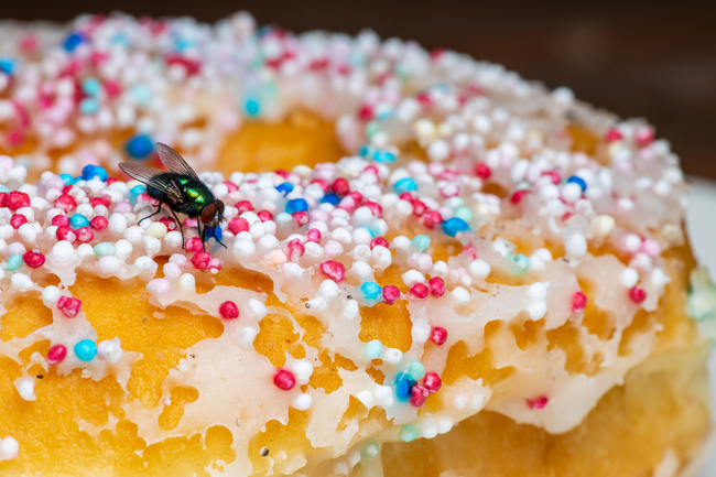 How Do Flies Find Every Stinky Garbage Dumpster? A Biologist Explains Their Sensory Superpower