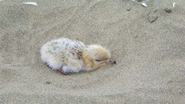 New Wildlife Act to better protect native species